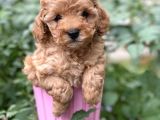 Tea Cup Poodle