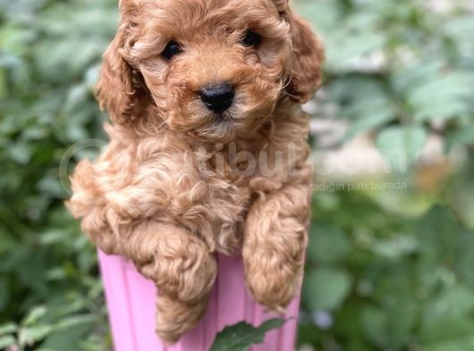 Tea Cup Poodle görsel