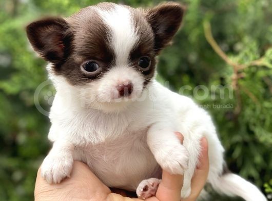 Tea Cup Chi̇huahua görsel