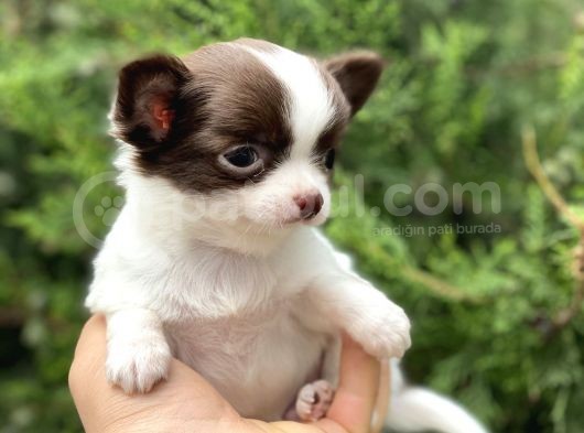 Tea Cup Chi̇huahua görsel