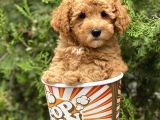 Red Toy Poodle