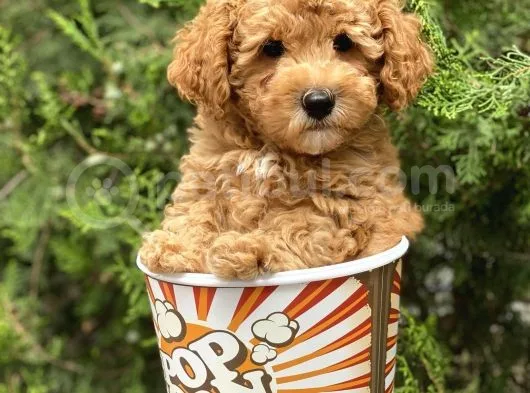 Red Toy Poodle