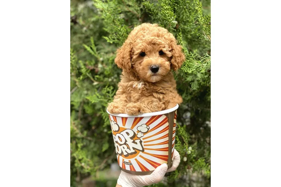 Red Toy Poodle