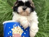 Shıtzu