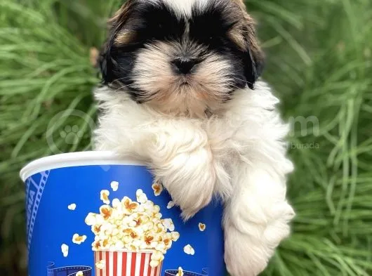 Shıtzu