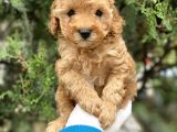Tea Cup Poodle