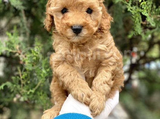 Tea Cup Poodle görsel