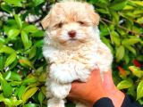 Anne Babadan Orji̇nal Malti̇poo