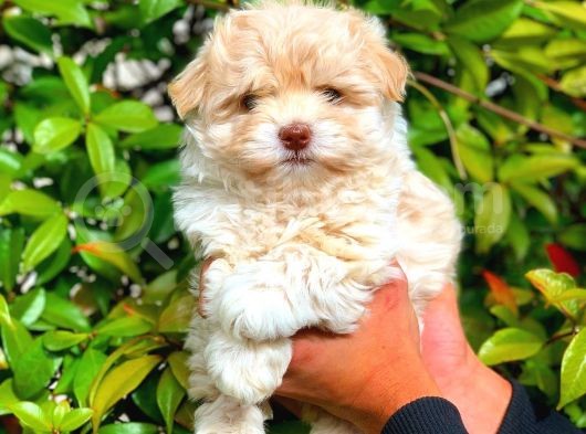 Anne Babadan Orji̇nal Malti̇poo görsel