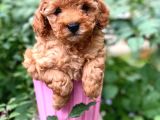 Tea Cup Poodle
