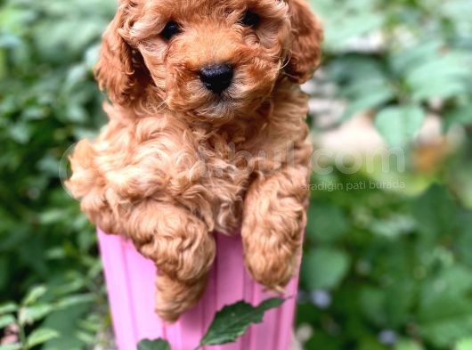 Tea Cup Poodle görsel