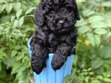 Si̇yah Toy Poodle