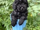 SİYAH TOY POODLE
