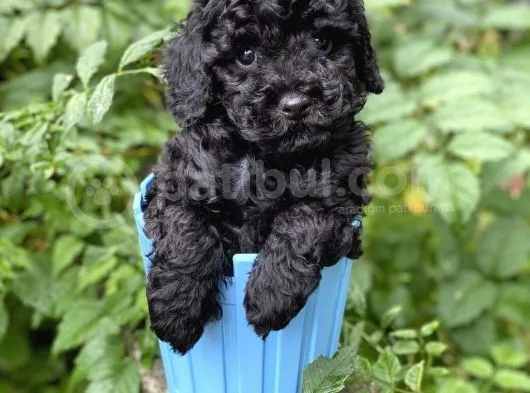 Si̇yah Toy Poodle