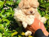 Anne Babadan Orji̇nal Malti̇poo