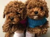 Safkan Red Toy Poodle Yavrularımız