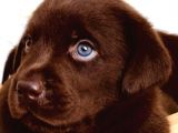 Hari̇ka Çi̇kolata Mavi̇ Göz Labrador Arayan Buraya