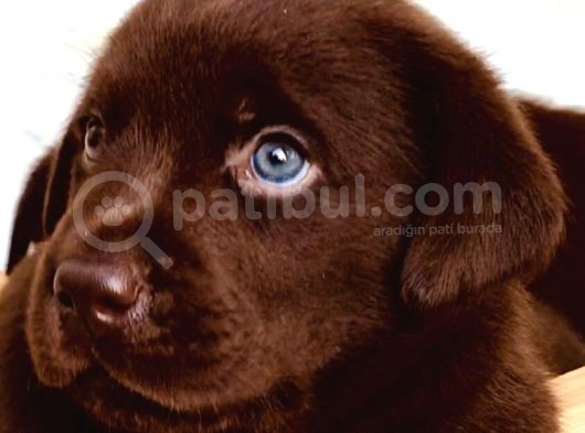 Hari̇ka Çi̇kolata Mavi̇ Göz Labrador Arayan Buraya görsel