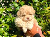Anne Babadan Orji̇nal Malti̇poo