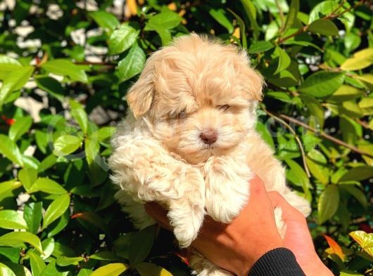 Anne Babadan Orji̇nal Malti̇poo görsel