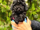 Si̇yah Toy Poodle