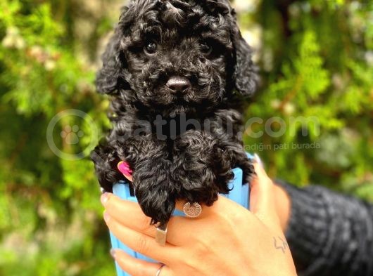 Si̇yah Toy Poodle görsel