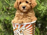 Red Toy Poodle