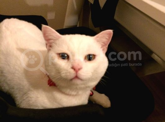 2 Yasında Sevimli British Shorthair görsel