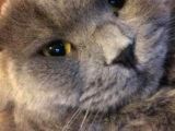 Scottish Fold