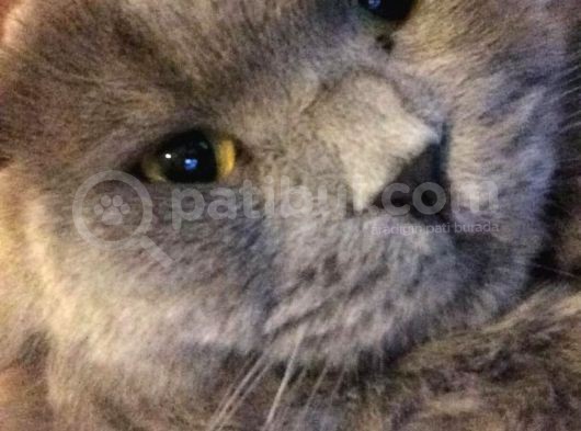Scottish Fold görsel
