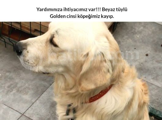 Oscar Kayıp görsel