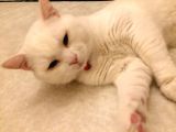 2 Yasında Sevimli British Shorthair