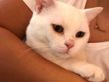 2 Yasında Sevimli British Shorthair
