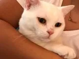 2 Yasında Sevimli British Shorthair