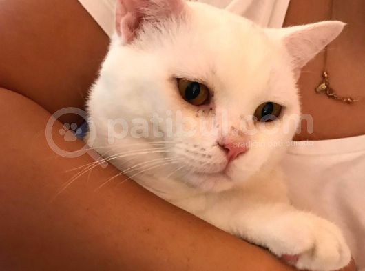 2 Yasında Sevimli British Shorthair görsel