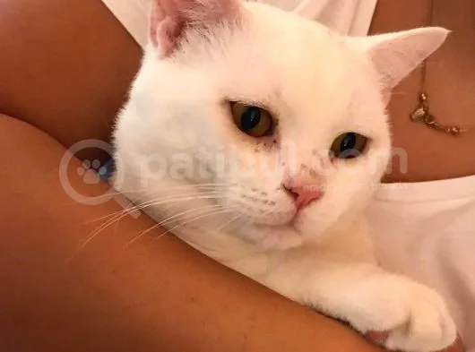 2 Yasında Sevimli British Shorthair