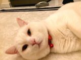 2 Yasında Sevimli British Shorthair
