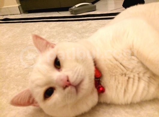 2 Yasında Sevimli British Shorthair görsel