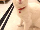 2 Yasında Sevimli British Shorthair