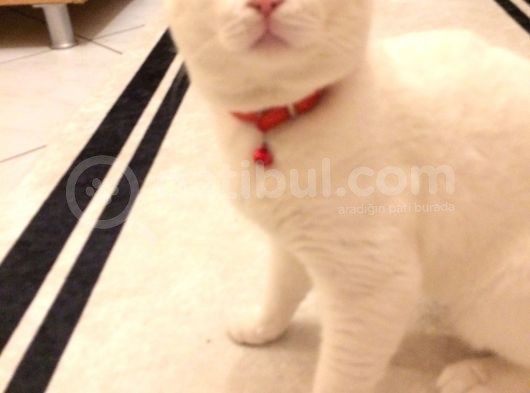 2 Yasında Sevimli British Shorthair görsel