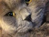 Scottish Fold
