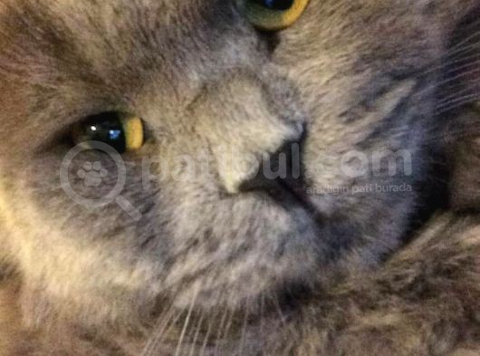 Scottish Fold görsel