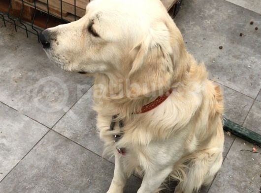 Oscar Kayıp görsel