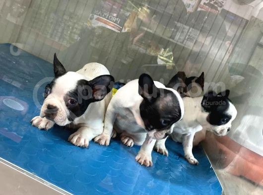 French Buldog görsel