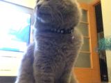 Scottish Fold