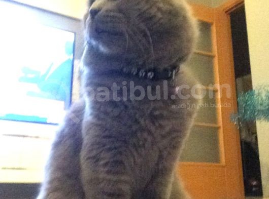 Scottish Fold görsel