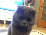 Scottish Fold