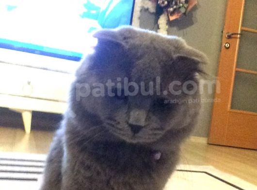 Scottish Fold görsel
