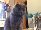 Scottish Fold