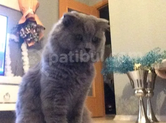 Scottish Fold
